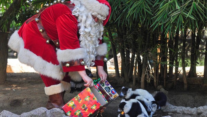 Saat Satwa Kebun Binatang Guatemala Terima Kado Natal, Gemas Banget Santa Claus offers treats to lemurs during Christmas celebrations in The Aurora zoo, in Guatemala City, Guatemala December 20, 2022. REUTERS/Sandra Sebastian