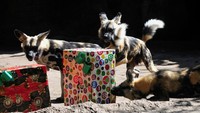 Anjing liar Afrika bermain dengan kotak hadiah yang mereka terima dari Sinterklas selama perayaan Natal di kebun binatang The Aurora.  