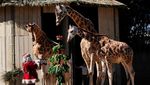 Saat Satwa Kebun Binatang Guatemala Terima Kado Natal, Gemas Banget