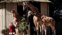 Pawang kebun binatang berkostum Sinterklas saat memberikan kado Natal pada jerapah di Kebun Binatang Aurora.  