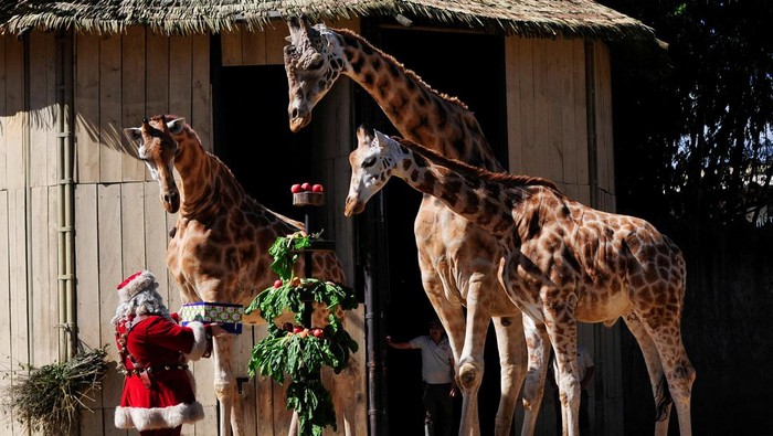 Giraffes Pali, Pepo and Fito receive a gift from Santa Claus during the Christmas celebration in The Aurora Zoo, in Guatemala City, Guatemala December 20, 2022. REUTERS/Sandra Sebastian     TPX IMAGES OF THE DAY