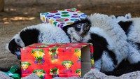 Beberapa ekor lemur menikmati buah dari kado Natal pemberian Sinterklas.  