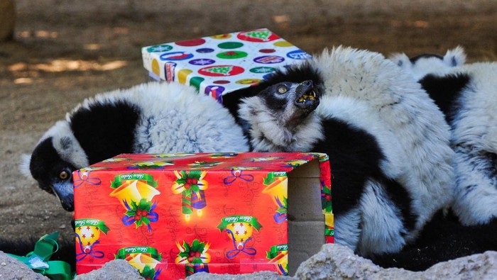 Saat Satwa Kebun Binatang Guatemala Terima Kado Natal, Gemas Banget Lemurs look for treats in gift boxes during Christmas celebrations at The Aurora zoo, in Guatemala City, Guatemala December 20, 2022. REUTERS/Sandra Sebastian