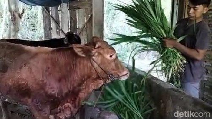 Sapi terjangkit virus LSD di Boyolali.