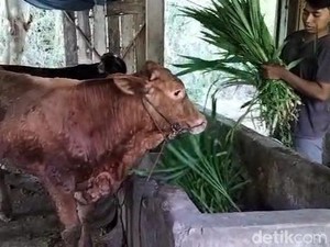 104 Sapi di Boyolali Kena LSD Sejak Oktober, Disnakan: Penyebarannya Sporadis