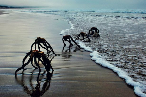 Tanaman laut mirip alien di pantai