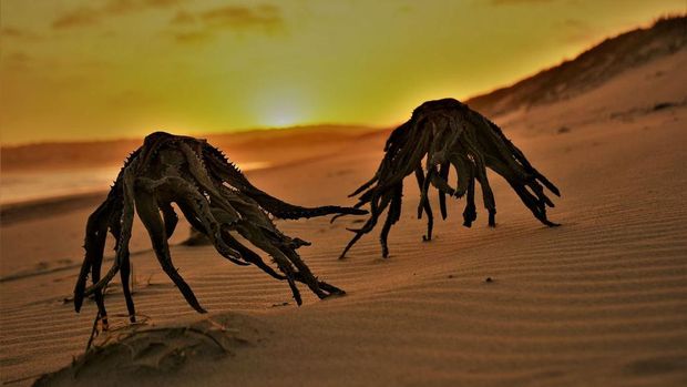 Foto tanaman laut mati yang disangka alien