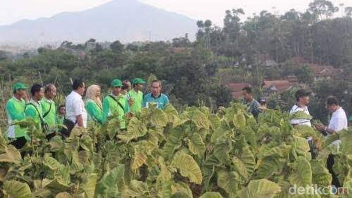 tembakau selopuro blitar