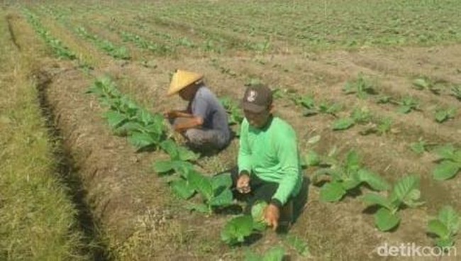 Kisah Pak Van Tabak, Yahudi Jerman Pebisnis Tembakau Selopuro Blitar Kisah Pak Van Tabak, Yahudi Jerman Pebisnis Tembakau Selopuro Blitar