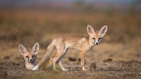 Hewan-hewan gurun pun bertahan hidup dengan hidup di liang dan terowongan yang mereka gali di bawah permukaan gurun. Suhu di liang gurun lebih stabil, hewan-hewan gurun pun bisa bersembunyi dari predator dan beristirahat. Foto: Sumeet Moghe/Wikimedia Commons