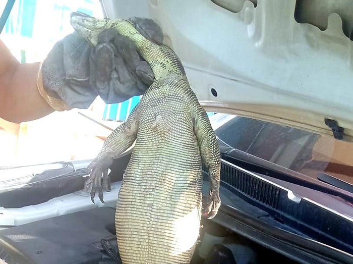 Biawak yang bersarang di kap mesin mobil warga Karawang
