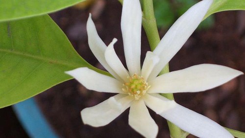 Ilustrasi bungong jeumpa.