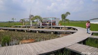 Hamparan sawah yang luas ditambah ornamen putih di setiap sudut menambah kesan segar dan sejuk.