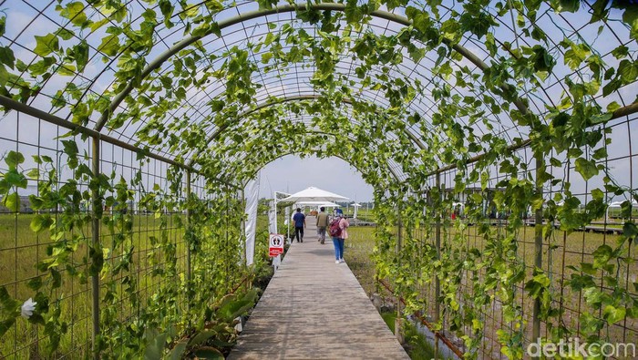 detikTravel berkesempatan mengunjungi Guler Farm Nature, Rabu (21/12/2022). Guler Farm Nature merupakan destinasi indah untuk dinikmati  yang berada di dekat ibu kota Jakarta dan tengah viral.