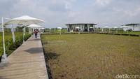 Di tempat ini, traveler akan disuguhi pemandangan pematang sawah yang hijau serta cukup luas.