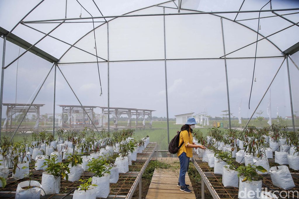 detikTravel berkesempatan mengunjungi Guler Farm Nature, Rabu (21/12/2022). Guler Farm Nature merupakan destinasi indah untuk dinikmati  yang berada di dekat ibu kota Jakarta dan tengah viral.