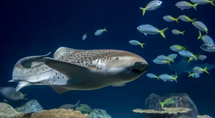 Hiu zebra dewasa