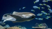 Seekor hiu betina di akuarium Chicago, Amerika Serikat, tiba-tiba melahirkan tanpa melakukan proses kawin. Fakta tersebut diungkap oleh ilmuwan Field Museum of Natural History di Chicago. Mereka menyebut hiu zebra betina ini dapat melahirkan anak-anaknya dengan membuahi sel telurnya sendiri, tanpa melangsungkan proses perkawinan. Wow! (Shedd Aquarium/Brenna Hernandez)