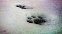 Di Islandia, ada legenda kucing bernama Yule, yang dikabarkan muncul saat malam natal untuk memakan orang-orang yang belum mengenakan baju baru di malam natal. Hii.. seram! Foto: Pool/Site