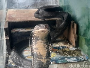 Ki Kebo Ungkap Hubungan King Cobra dan Alunan Tiupan Seruling