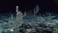 Sementara itu di laut dalam, suhu rata-rata laut dalam mencapai 1,1 C. Kondisinya gelap total karena laut di kedalaman lebih dari 1.828 m ini tidak bisa ditembus cahaya matahari. Foto: NOAA Office of Ocean Exploration and Research, Deep-Sea Symphony: Exploring the Musicians Seamounts