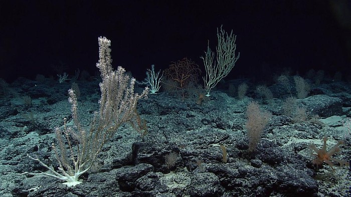Laut dalam