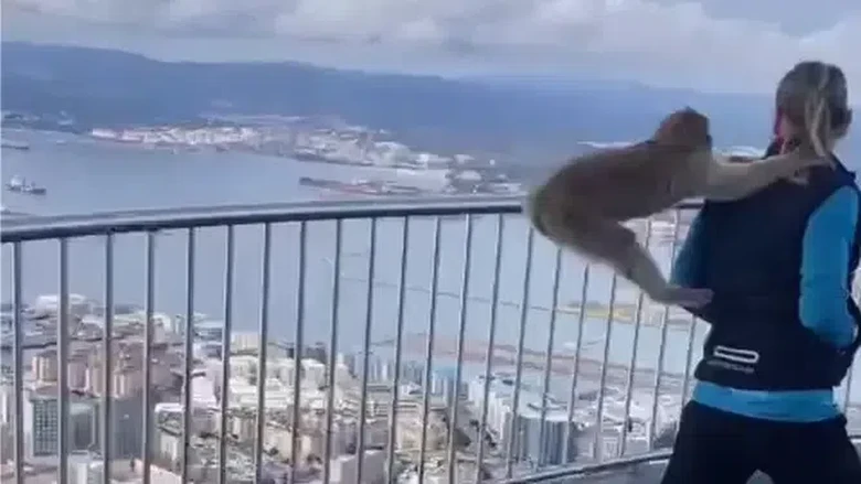 Mantan Petinju Diserang Monyet Mantan Petinju Diserang Monyet