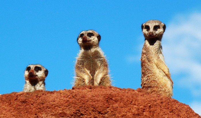 Meerkat