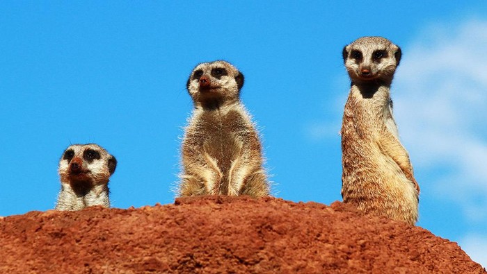 Meerkat