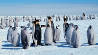 Penguin kaisar, yang hanya ditemukan di Kutub Selatan, berkerumun bersama untuk menghangatkan diri. Namun karena sudah beradaptasi dengan suhu kutub, kadang mereka berubah posisi karena kepanasan! Foto:  Michael Van Woert, NOAA NESDIS, ORA/Wikimedia Commons