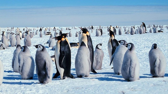 Penguin kaisar