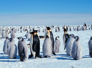 Es Antartika Mencair, Populasi Penguin Kaisar Terancam