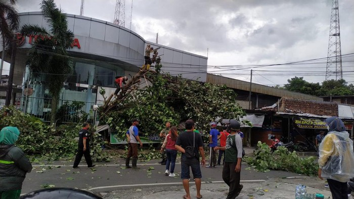 Petugas membersihkan pohon yang tumbang akibat angin kencang di Semarang, Jumat (23/12/2022).