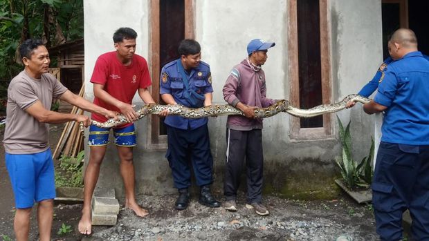Petugas saat mengevakuasi ular sanca 5 meter di Bangunjiwo, Kapanewon Kasihan, Kabupaten Bantul, Jumat (23/12/2022).