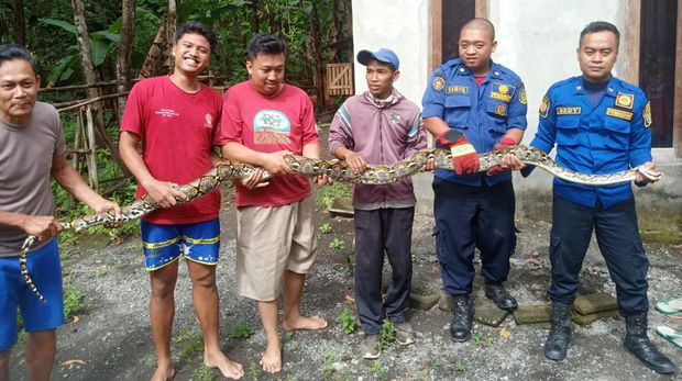 Petugas saat mengevakuasi ular sanca 5 meter di Bangunjiwo, Kapanewon Kasihan, Kabupaten Bantul, Jumat (23/12/2022).
