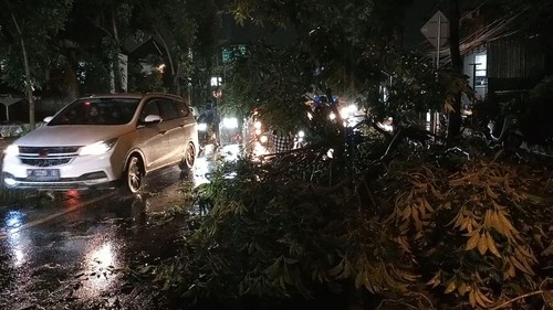 Pohon perindang di Jalan Raya Denpasar-Gilimanuk, Kelurahan Sempidi, Badung tumbang memakan setengah badan jalan, Jumat (23/12/2022) malam. (Agus Eka)