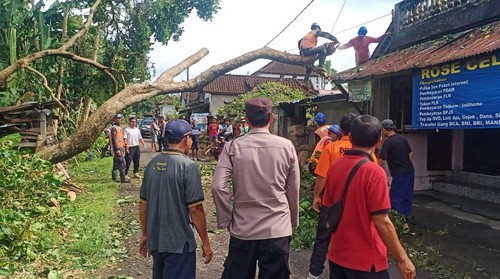 Proses pembersihan dan pemotongan pohon Kutat di Banjar Darma Tengah, Desa Riang, Kecamatan Penebel yang tumbang pada Jumat (23/12/2022)