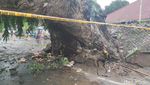 Potret Pohon Tumbang di Jalan Sungai Lariang Makassar Timpa 5 Warga