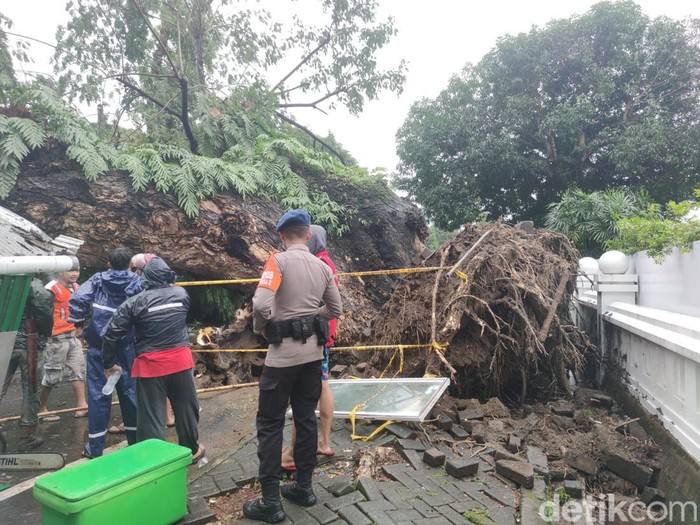 Potret Pohon Tumbang di Jalan Sungai Lariang Makassar Timpa 5 Warga Potret Pohon Tumbang di Jalan Sungai Lariang Makassar Timpa 5 Warga