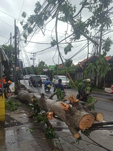 Sebanyak 15 pohon tumbang terjadi di kawasan Badung Kamis (22/12/2022) hingga Jumat sore (23/12/2022). (IST)