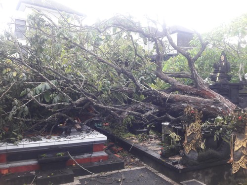 Sebanyak 15 pohon tumbang terjadi di kawasan Badung Kamis (22/12/2022) hingga Jumat sore (23/12/2022). (IST)