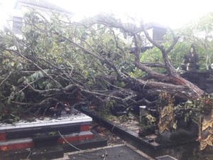 BPBD Catat 25 Pohon Tumbang di Badung Selama Dua Hari Berturut-turut