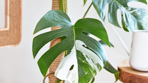 Tanaman hias Monstera Deliciosa Variegata Tanaman hias Monstera Deliciosa Variegata