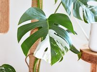 Benarkah Tanaman Hias Bisa Meningkatkan Kualitas Udara? Ini Faktanya