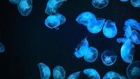 Banyak hewan di laut dalam bisa menghasilkan cahaya sendiri dari sel di kulit. Cahayanya disebut bioluminesensi. Cahaya hewan laut dalam ini membantu mereka bergerak di dalam laut, menarik pasangan, dan menakut-nakuti predator, seperti dikutip dari Britannica Kids. Foto: Alexandpilat/Wikimedia Commons