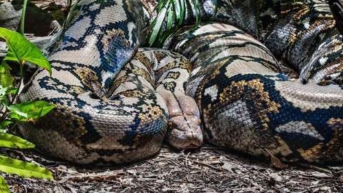 Potret jenis ular terbesar di dunia.