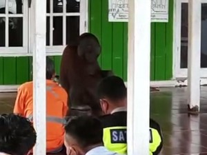 Viral Orang Utan di Kutai Timur Masuk Masjid saat Jemaah Salat Jumat