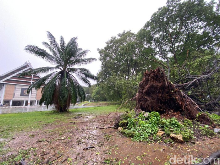 Pohon tumbang. Pohon tumbang di Kantor Gubernur Sulsel.