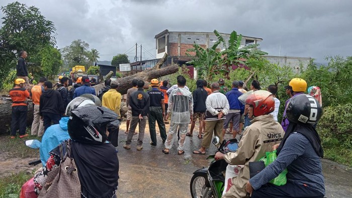 Pohon tumbang di Soppeng sempat membuat lalin macet selama 1 jam.