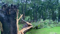 Peristiwa pohon tumbang ini terjadi sekitar pukul 21.00 Wita, Jumat (23/12). Satu pohon lainnya di bagian tengah halaman depan tumbang sekitar pukul 03.00 Wita, dini hari tadi. Foto: Agil Asrifalgi/detikSulsel